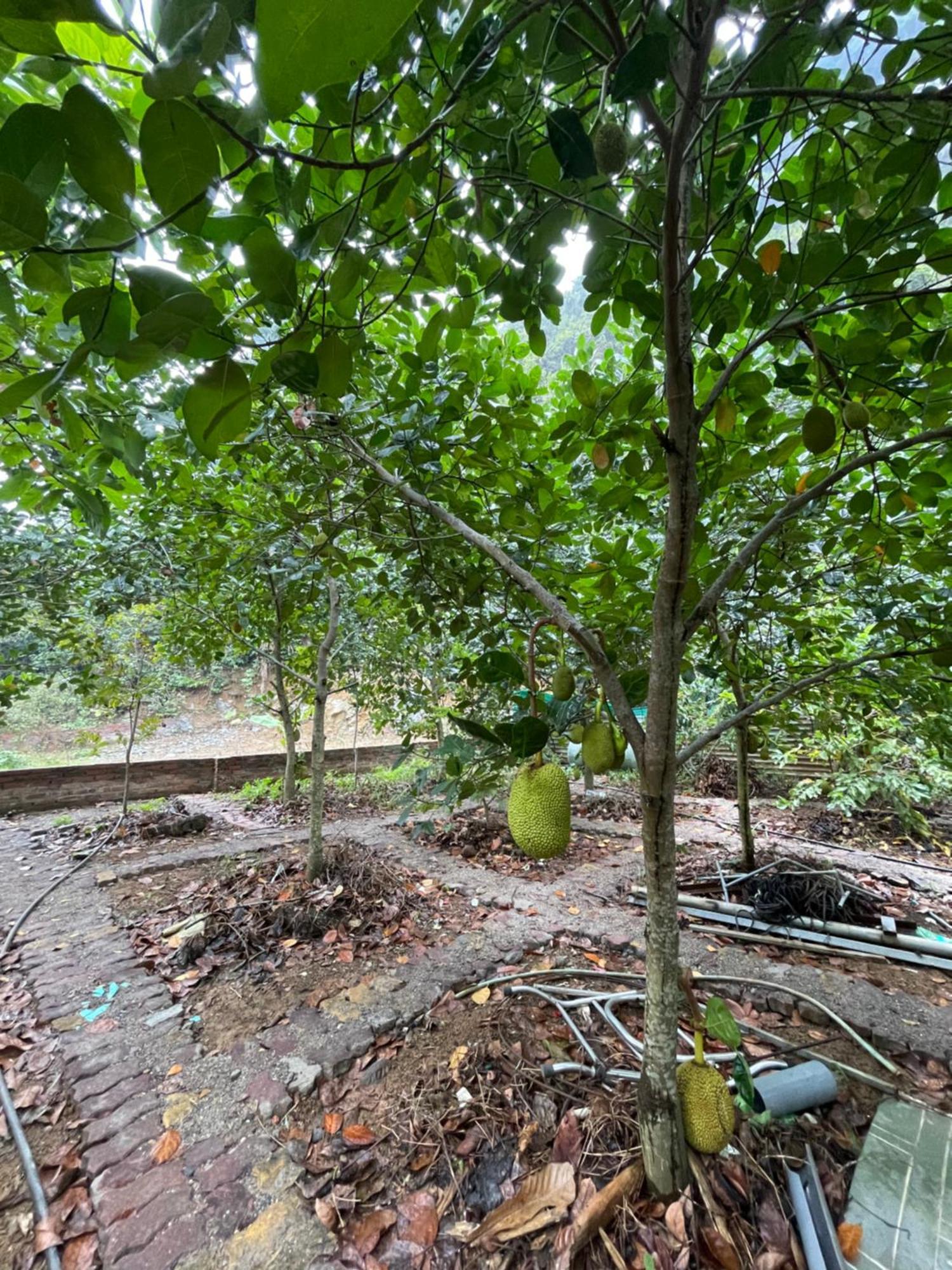 Cat Ba Countryside Homestay Dong Khe Sau Exterior foto